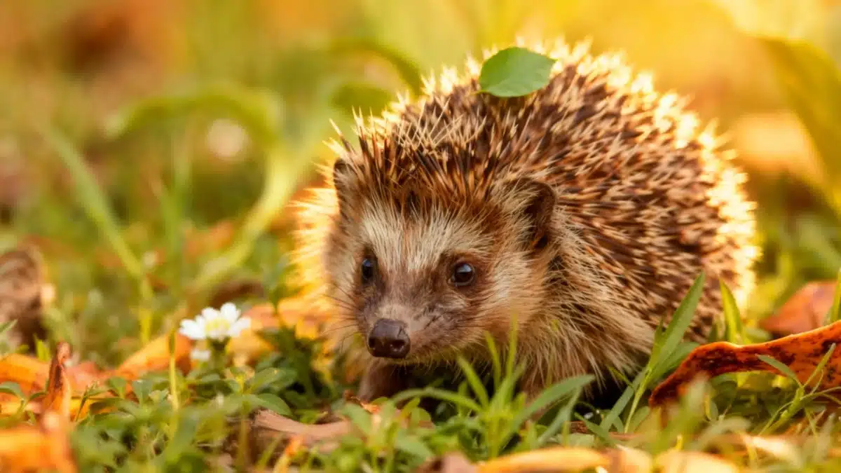 J’ai tenté l’expérience : en laissant un coin sauvage, un hérisson s’est installé dans mon jardin en trois semaines